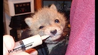 Second Chance For A Baby Fox (part 1) | Aquachigger