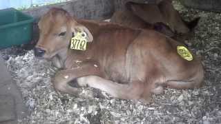 Care of calves E2 what to watch for