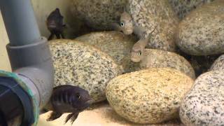 Pseudotropheus Elongatus Chewere WF