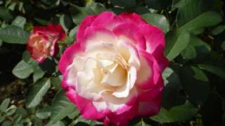 Tango Delle Rose（バラのタンゴ）