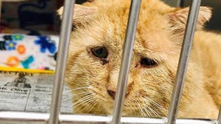 'Saddest' cat is finally living the good life