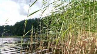 Seliger Rolik 