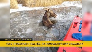 Лось спасён из полыньи в Городокском районе