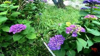 新型コロナ外出自粛　家で観る「草刈り機での　櫻田の紫陽花周りの草刈り 動画」Gopro7魚眼