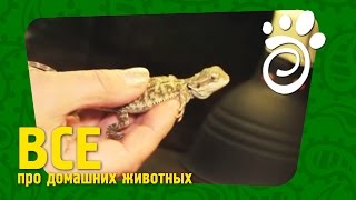 Строим Террариум Для Маленькой Агамы (Часть Первая). Все О Домашних Животных