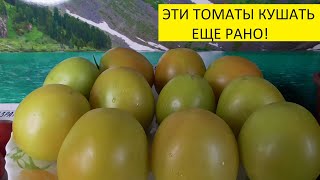 ТОМАТ НОВОГОДНИЙ. №726. ДЛЯ ОЧЕНЬ ДЛИТЕЛЬНОГО ХРАНЕНИЯ!