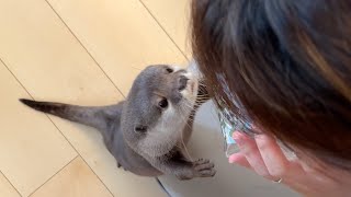 お説教？されてしまうカワウソと一緒に怒る赤ちゃん An otter being lectured and a baby getting angry together