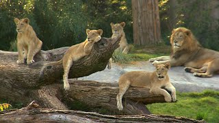 Cincinnati Zoo Lion Conservation