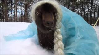 Goat dressed up as Elsa !