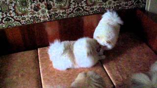 Шпиц-игрушки с лентой (Pomeranian play a tape)