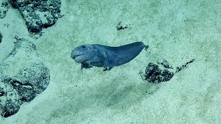 Smiley Snailfish | Nautilus Live
