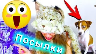 Я КОШКА СОБАКА В ШОКЕ РАСПАКОВКА - ПОСЫЛКИ ОТ ЭЛЛИТЫ ИГРУШКИ ПОДАРКИ ОТ ПОДПИСЧИКОВ | Elli Di Pets