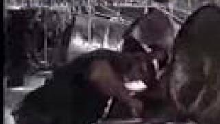 Exodus - Savannah Party (Part 2)