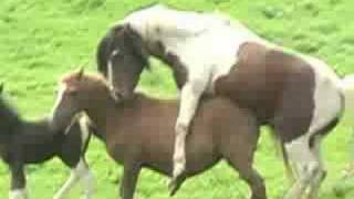 archaeology & horses