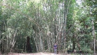Borneo 2012 Bau Aerea Bamboo Garden