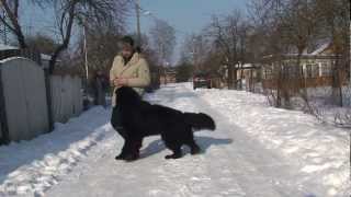 Love Me Tender Midnight Bear