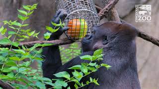 Western Lowland Gorilla using a Tool - Cincinnati Zoo