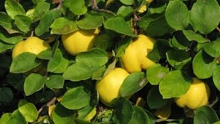 Айва обыкновенная (Cydonia oblonga). Айва звичайна