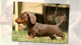 Top 10 Best Names For Dachshund
