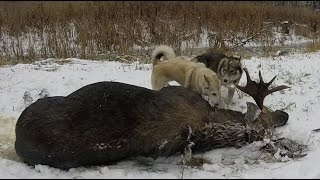 Охота #16 охота на лося