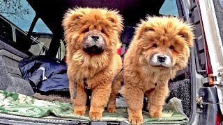 СОБАЧИЙ РЫНОК / Староконный рынок Одесса / РЫНОК ЖИВОТНЫХ / Полный обзор рынка ЧАСТЬ 1