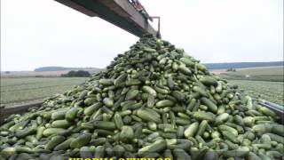 Огурец, уборка комбайном, сеялка для огурцов agrohit.ru