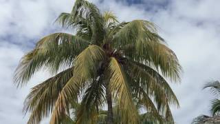 Наш отдых на Кубе - Hotel Iberostar Mojito, Cayo Coco, Cuba - 15.04.-29.04.2016