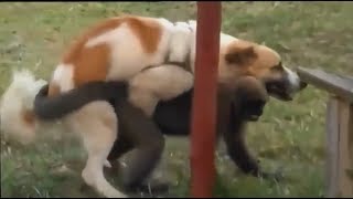 Funny dog mating - Dog mating with cat, pig, duck, monkey, goat | Dog mating with other animals