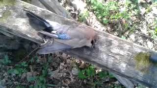 Охота с пневматикой   GAMO Delta Cadet