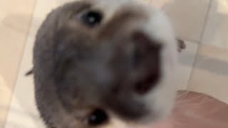 いたずらするのも誤魔化すのも日常茶飯事なカワウソ otter that pranks and misbehaves on a daily basis.