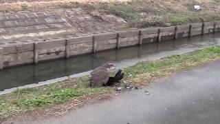 goshawk　Crow Hunting