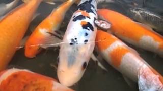 Карпы КОИ. Вылов рыб на зиму.