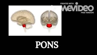 Biological Bases of the Brain video