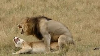 Lion sex - As quick as a king