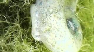 Planorbarius corneus, Asellus aquaticus and Ulva (Enteromorpha) intestinalis