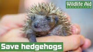 Help us to save hedgehogs!