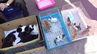 Songtan South Korea Pet Store