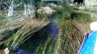 Плавни Ворсклы:  прозрачная вода и красивые водоросли