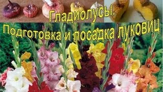 ГЛАДИОЛУСЫ. Подготовка и посадка луковиц