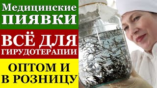Купить медицинские пиявки - оптом и в розницу