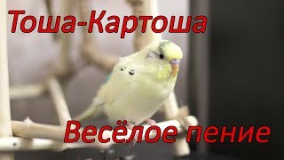 Веселое пение волнистого попугая Тоши в 11 месяцев