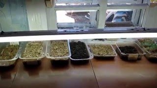 Семья Бровченко.  Взошла в опилках рассада огурцов, тыкв, кукурузы и т.д.