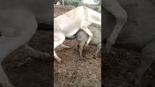 Donkey and pig sex mating