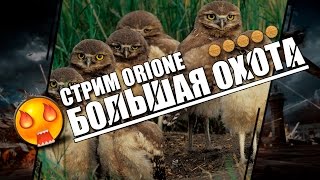 Голдовый Стрим - [WoWp Stream] - "Большая охота  #15"