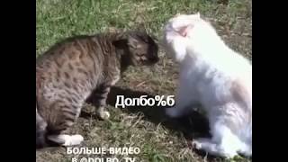 Боня, пошли домой! (Долбоёб! Нихуя!)