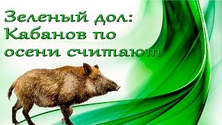 Зеленый дол: Подсчет кабанов