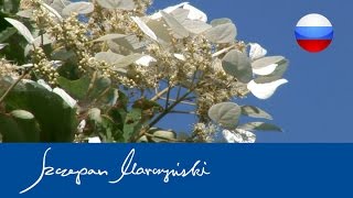 Гортензия вьющаяся,  схизофрагма  японская – королевы тени