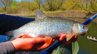 Большая Рыба на "болонку" с прикормкой Миронов Big Fish