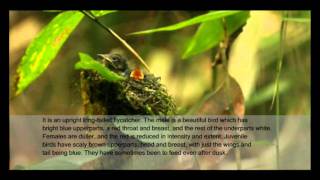 Tickell's Blue Flycatcher