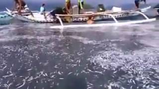Sobrang Daming isda sa Romblon! Ano kaya ibig sabihin nito?!